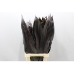 Cordyline Black Tie 80cm (pk)