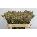 Dipsacus Uniohakas 70cm