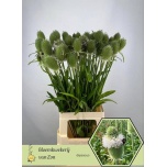 Dipsacus Uniohakas 80cm