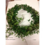 Hedera rank green 70cm