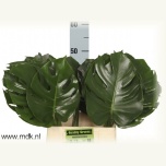 Monstera leht 50cm pk