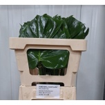 Monstera leht 55cm pk