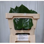Monstera leht 50cm pk