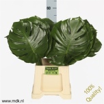 Monstera leht 55cm pk