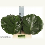 Monstera leht 50cm pk
