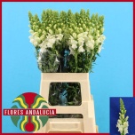 Antirrhinum Lõvilõug Poto Early white 70cm