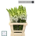 Antirrhinum Lõvilõug Poto Early white 70cm