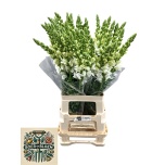 Antirrhinum Lõvilõug Poto Early White 75cm