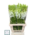 Antirrhinum Lõvilõug Poto Early White 80cm