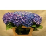 Hydrangea Hortensia Bodensee Blue 70cm