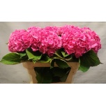 Hydrangea Hortensia Bodensee Pink 70cm*5