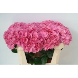 Hydrangea Hortensia Sibilla Red 70cm*5