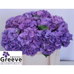 Hydrangea Hortensia Sibilla Purple 50cm