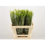 Zwaardvaren Sõnajalaoks 60cm (pk)