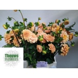 Dahlia Daalia Golden Scepter 50cm