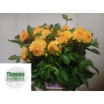 Dahlia Daalia Golden Scepter 50cm