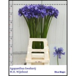 Agapanthus Lembeliilia ov 80cm