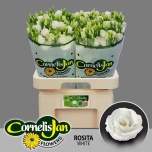 Eustoma Preeriakell Rosita White (Cornelis Jan)