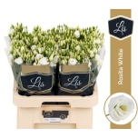 Eustoma Preeriakell Rosita White (L.I.S.)