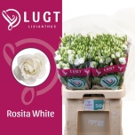 Eustoma Preeriakell Rosita White (Lugt Lisianthus)