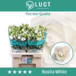 Eustoma Preeriakell Rosita White (Lugt Lisianthus)