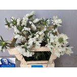 Scabiosa Tähtpea Annabelle 55cm