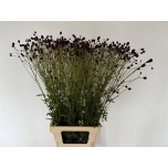 Sanguisorba officinalis Punanupp 100cm