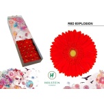 Gerbera GR Red Explosion*25