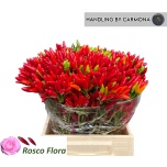 Capsicum Paprika Red Fire 45cm