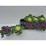 Brassica oler Kapsas curled 12cm
