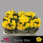 Roos 50cm Sunny Sher (Afriflora)