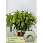 Setaria Volle Melk 70cm (tk)