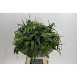 Setaria Volle Melk 70-75cm (tk)