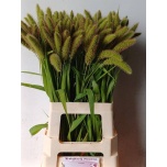 Setaria Volle Melk 70-75cm (tk)