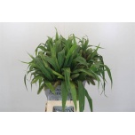 Setaria volle melk 70cm