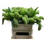 Setaria Volle Melk 80cm (tk)
