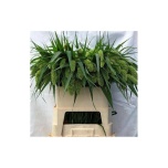 Setaria Volle Melk 80cm (tk)