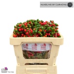 Capsicum Paprika Green Candy 50cm