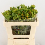Capsicum Green Fire 50cm