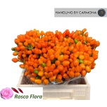 Capsicum Paprika Orange Candy 40cm