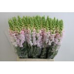 Antirrhinum Lõvilõug ov 70cm