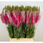 Antirrhinum Lõvilõug ov 70cm