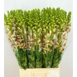 Antirrhinum Lõvilõug ov 80cm