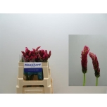 Trifolium Ristik Purpureum 45cm