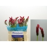 Trifolium Ristik Purpureum 50-55cm