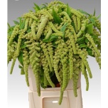 Amaranthus Rebashein Cycloop 75cm