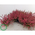 Calluna vulgaris garden girls mixed 12cm