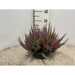 Calluna vulg Kanarbik garden girls mix 23cm