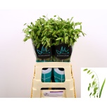 Chasmanthium Haikhein 70cm (tk)