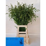 Chasmanthium Haikhein 80cm